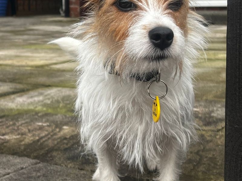 Millie | Terrier (Jack Russell) | Bridgend (Wales) - 1