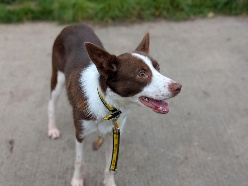 Bart | Collie (Border) Cross | Loughborough - 1