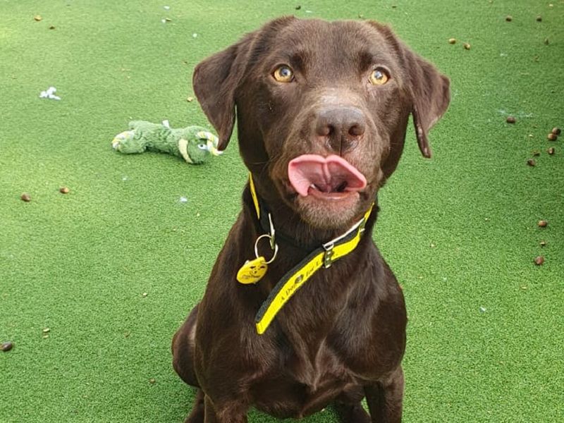 Poppy | Retriever (Labrador) Cross | Canterbury - 1