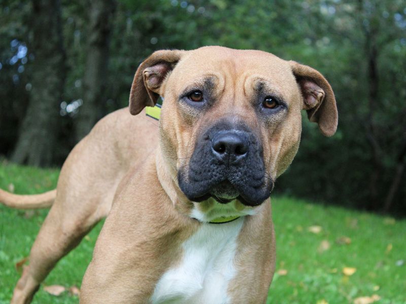 Carla | Terrier (Staffordshire Bull) Cross | Merseyside (Liverpool) - 1