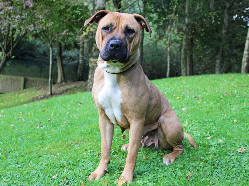 Staffordshire Bull Terriers for sale in Liverpool, Merseyside