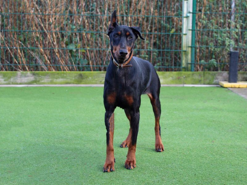 Doberman Puppies for sale in Co Durham