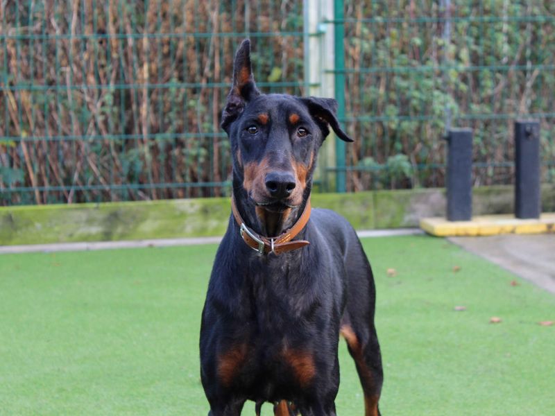 Diana | Dobermann | Darlington - 1