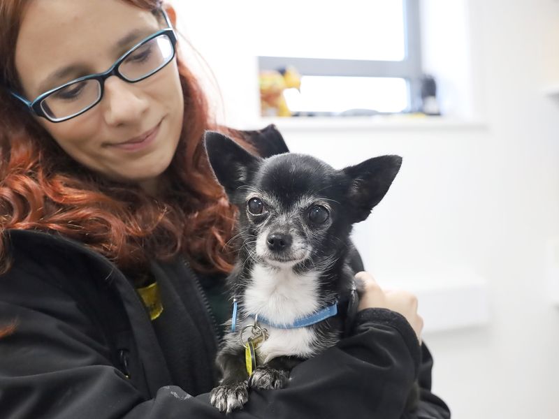 Chihuahuas for sale in Leeds, Yorkshire