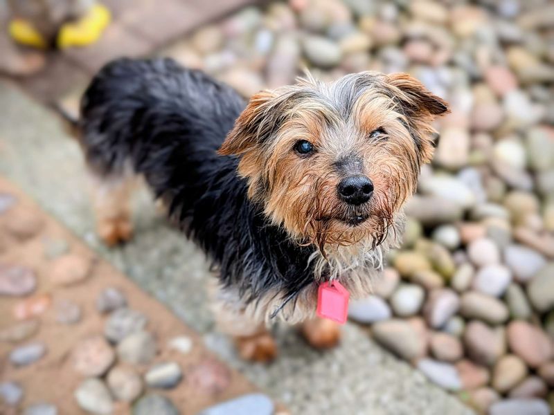 Buster & Cody for sale in Cardiff, Glamorgan