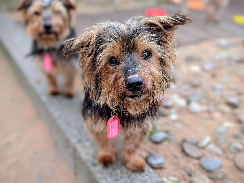 Buster & Cody for sale in Cardiff, Glamorgan - Image 3