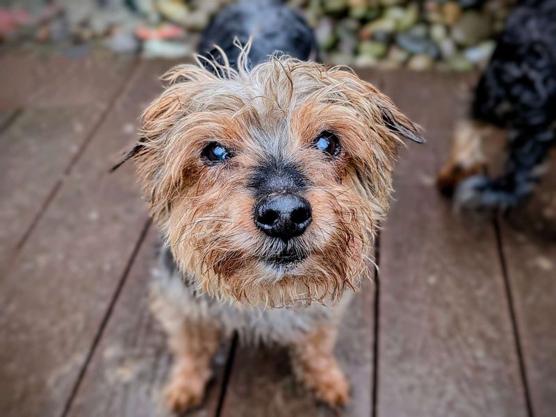 BowBow & Roscoe | Terrier (Yorkshire) | Cardiff - 1