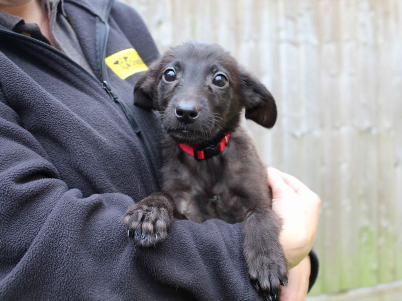 Alfie for sale in Sadberge, Co Durham - Image 1