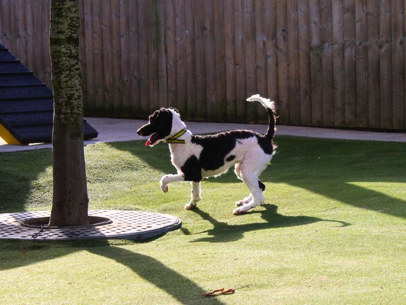 Poodle Puppies for sale in Greater Manchester