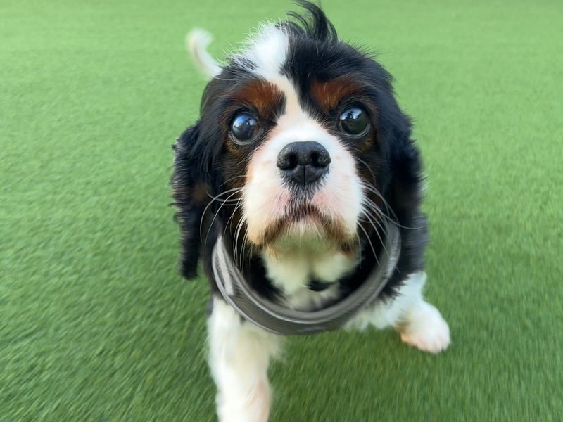 Beatrix | Spaniel (Cavalier King Charles) | Loughborough - 1