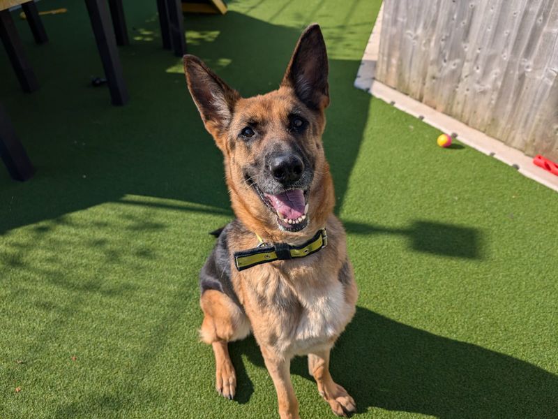 German Shepherd Puppies for sale in Glamorgan