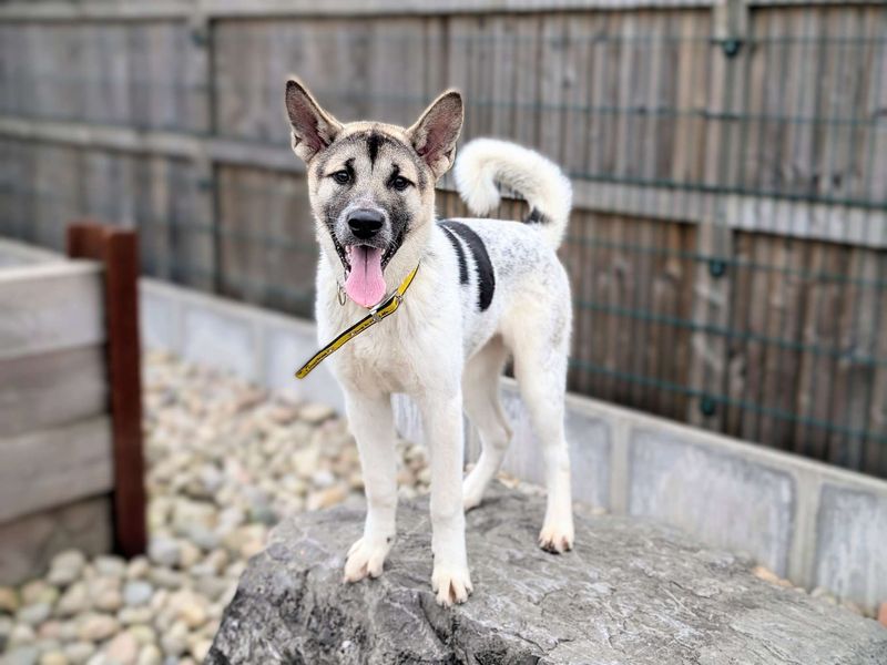 Akita dogs for adoption near shops me