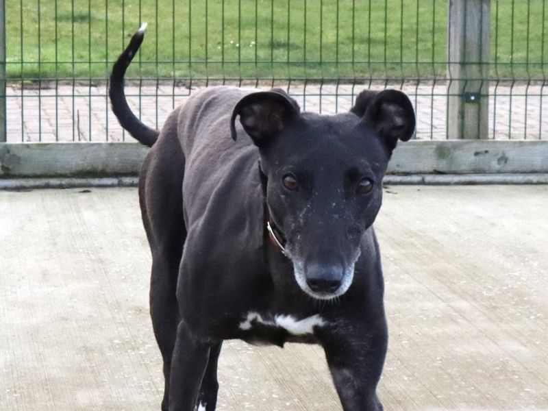 Phoebe | Lurcher | Evesham (Worcestershire) - 1