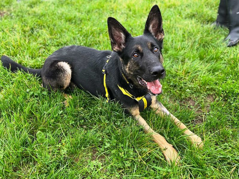 Raven | German Shepherd Dog | Loughborough - 1