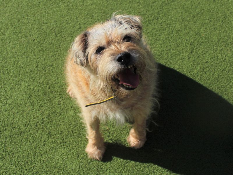 Jakey | Terrier (Border) | Evesham (Worcestershire) - 1