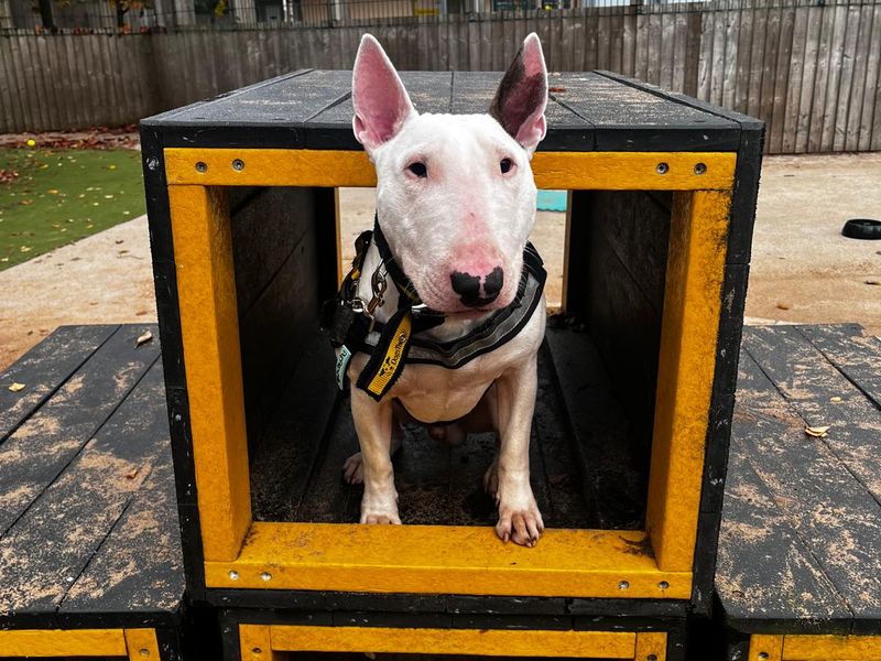 Charlie | Terrier (Bull) | Manchester - 1