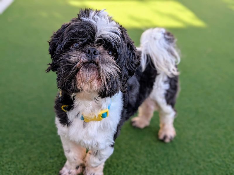 3 To 4 Week Old Kennel Club Registered Shih Tzu Dogs And Puppies In Need Of Adoption Rehoming And Rescue In Wellington Somerset Shih Tzu Owners