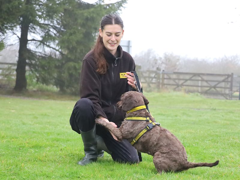 Buffy for sale in Leeds, Yorkshire