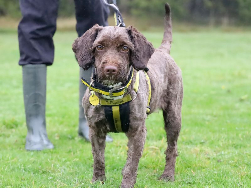 Buffy for sale in Leeds, Yorkshire - Image 2