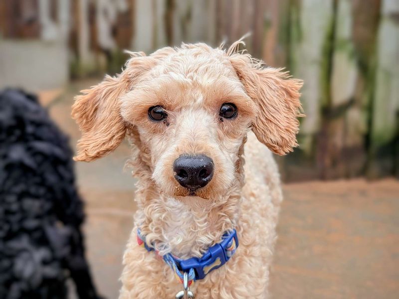 Poodle Puppies for sale