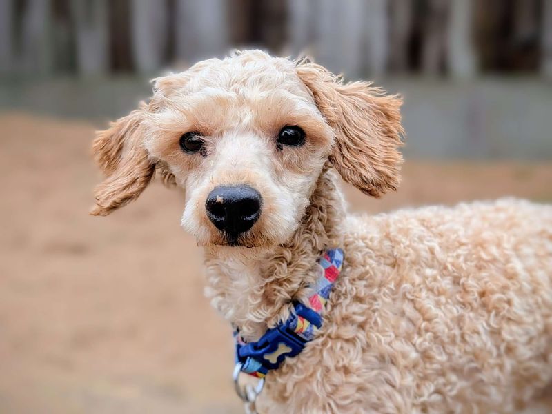 Joey | Poodle | Cardiff - 1