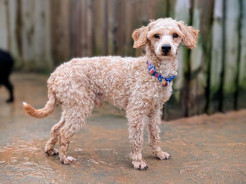 Poodles for sale in Cardiff, Glamorgan