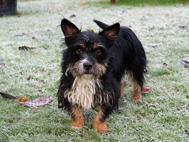 Teddy for sale in Liverpool, Merseyside