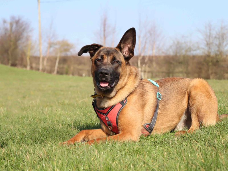 Pixel | Belgian Shepherd Dog (Malinois) | Darlington - 1