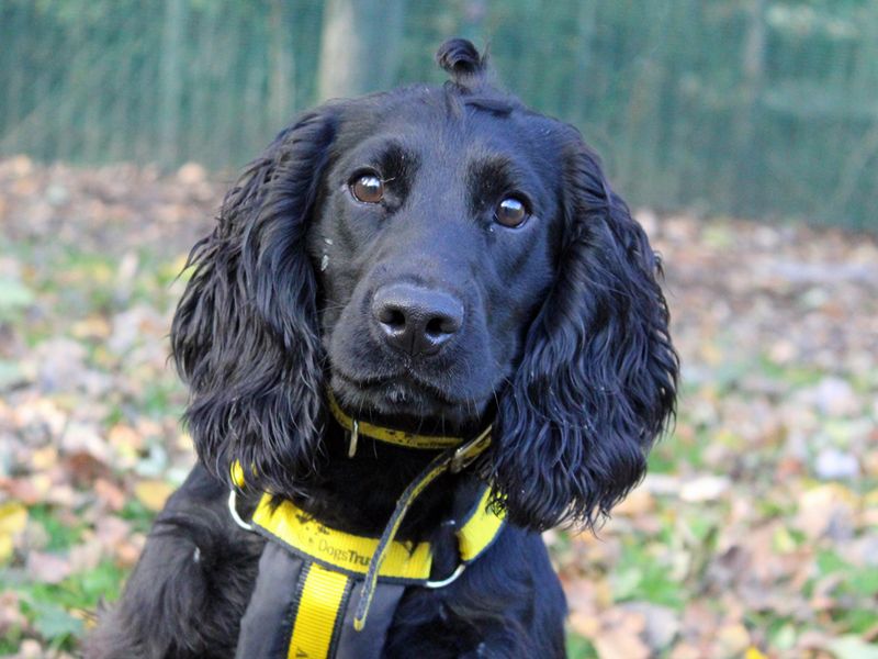 Bertie | Spaniel (Cocker) | Merseyside (Liverpool) - 1