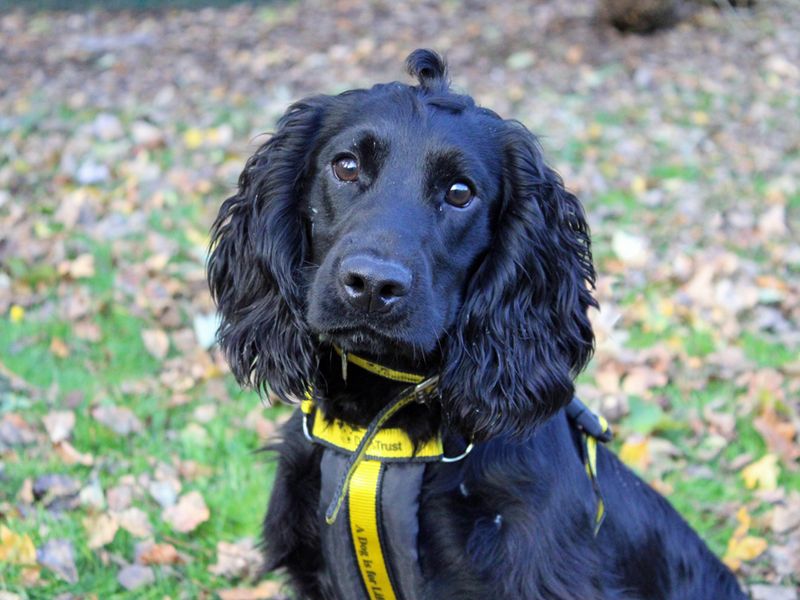 Cocker Spaniels for sale in Liverpool, Merseyside