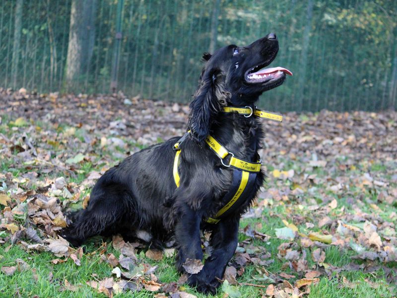 Cocker Spaniel Puppies for sale in Merseyside