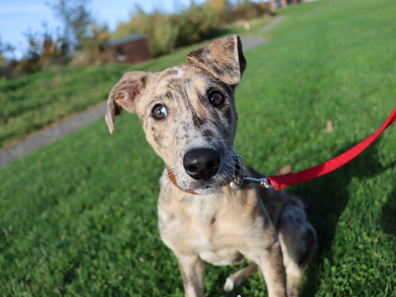 Tony | Lurcher | Darlington - 1