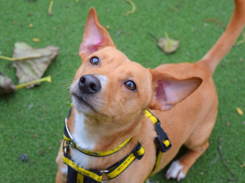 Quinn | Terrier (Jack Russell) | Harefield West London - 1