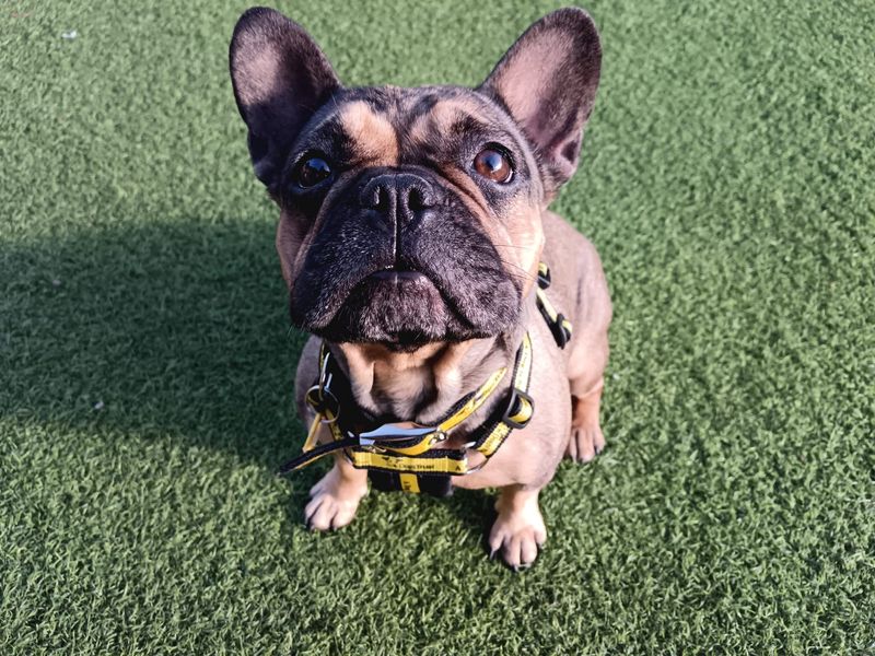 Adopt french bulldog shops rescue