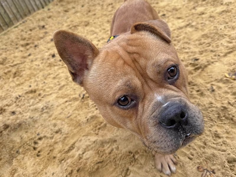 Norris | Terrier (Staffordshire Bull) Cross | Basildon (Essex) - 1