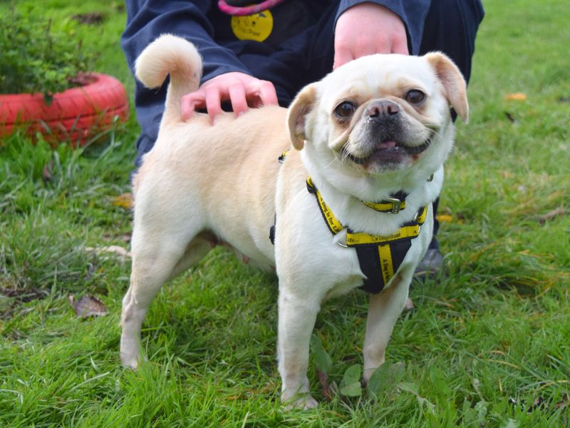 Lupin | Pug Cross | Harefield West London - 1