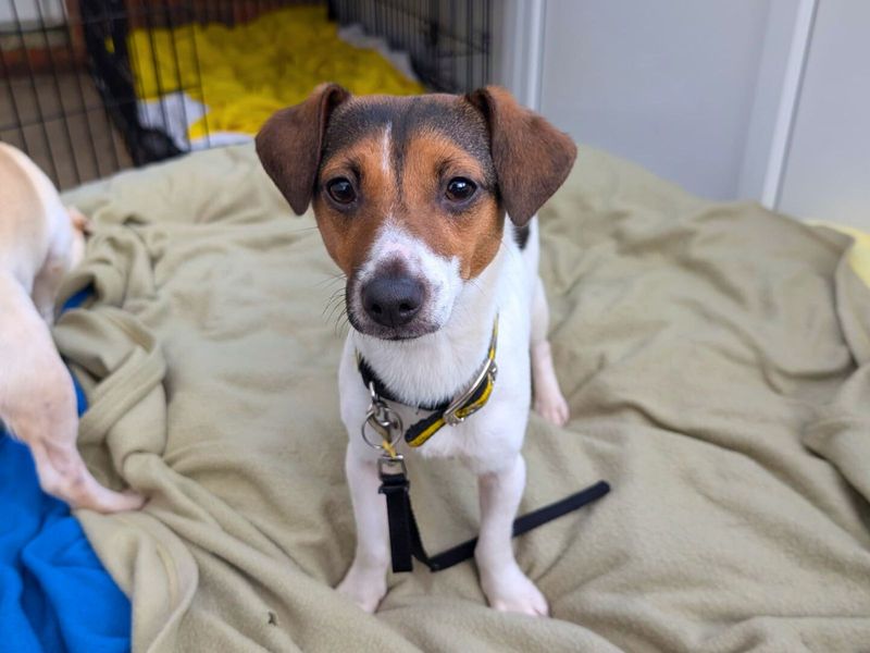 Elm | Terrier (Jack Russell) | Harefield West London - 1