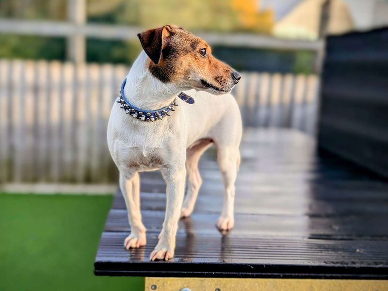 Jack Russells for sale in Cardiff, Glamorgan