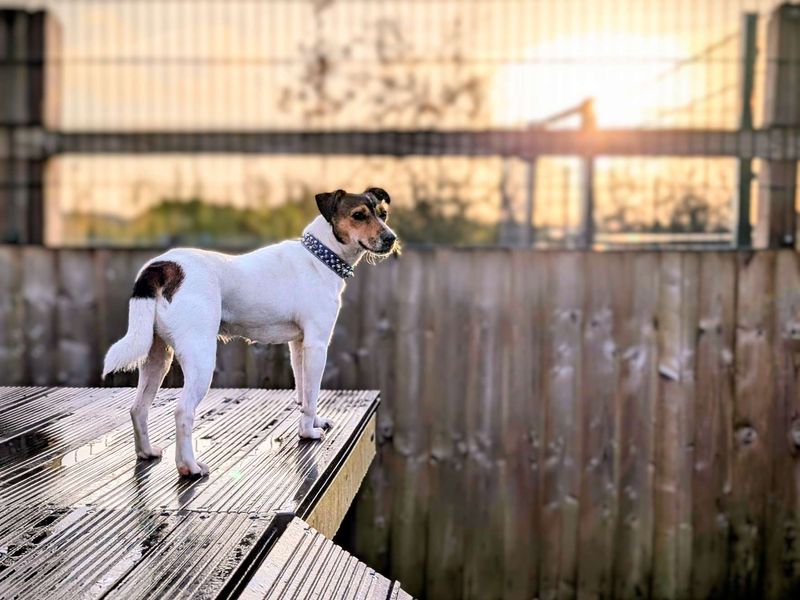 Jack Russell Puppies for sale in Glamorgan