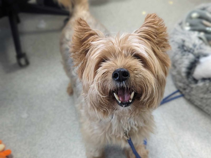 Oscar | Terrier (Yorkshire) | Bridgend (Wales) - 1