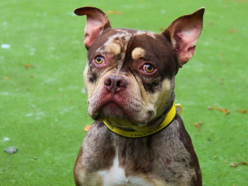 Oreo | American Bulldog | Manchester - 1