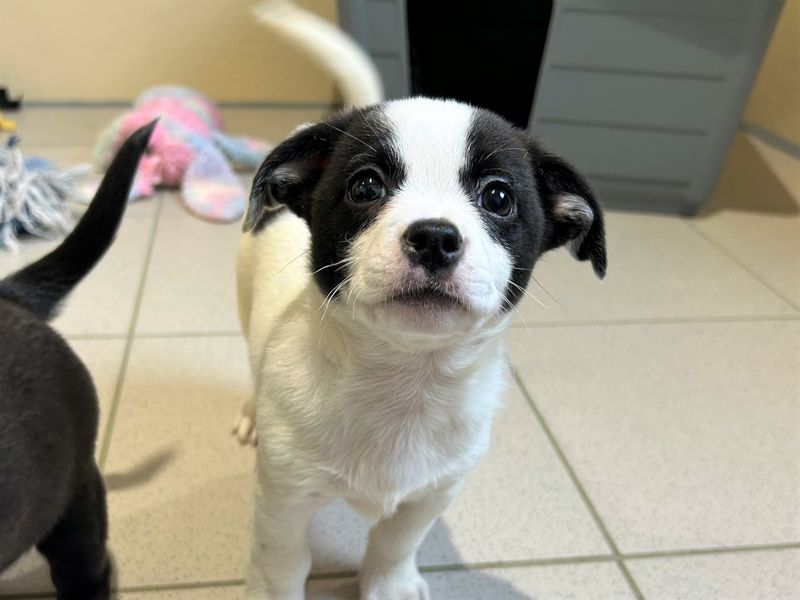 Jack Russell Puppies for sale in Co Antrim