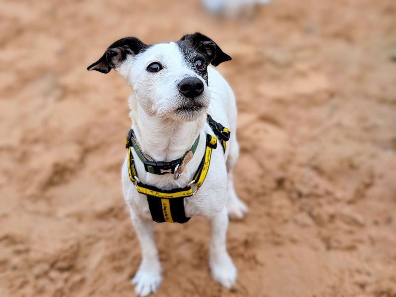 Jack Russell Puppies for sale in Glamorgan