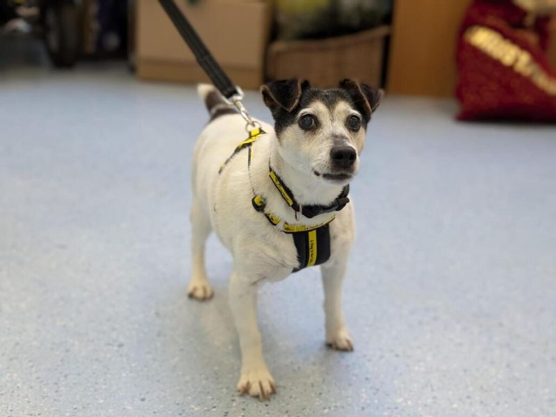 Digger | Terrier (Jack Russell) | Loughborough - 1