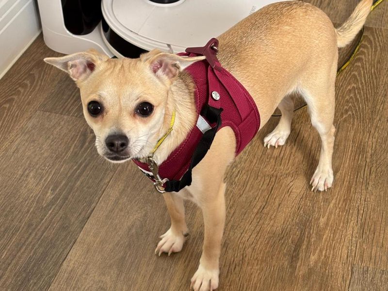 Dotty | Chihuahua (Smooth Coat) | Loughborough - 1