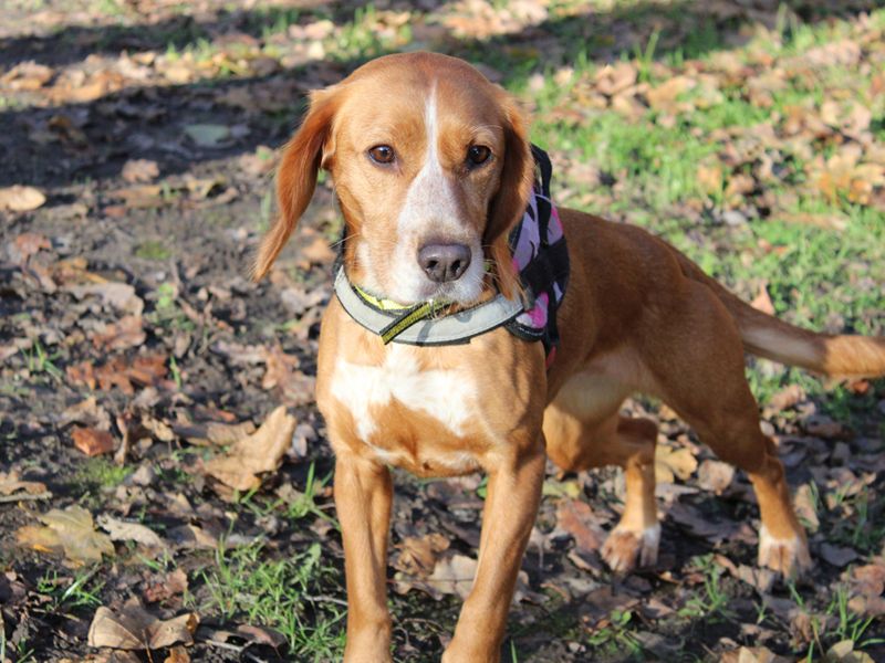 Flo | Beagle Cross | Merseyside (Liverpool) - 1