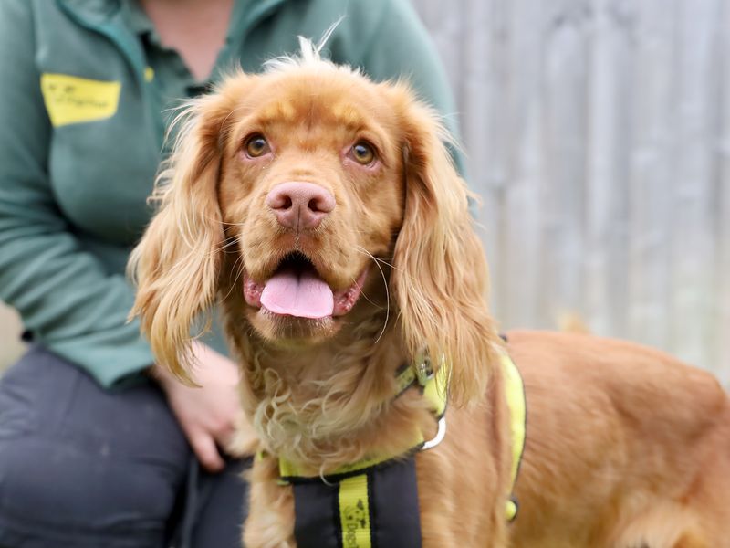 Wilson | Spaniel (Cocker) | Leeds - 1