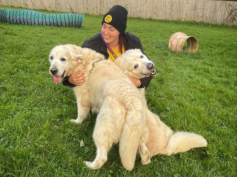 Luke | Retriever (Golden) | Bridgend (Wales) - 1