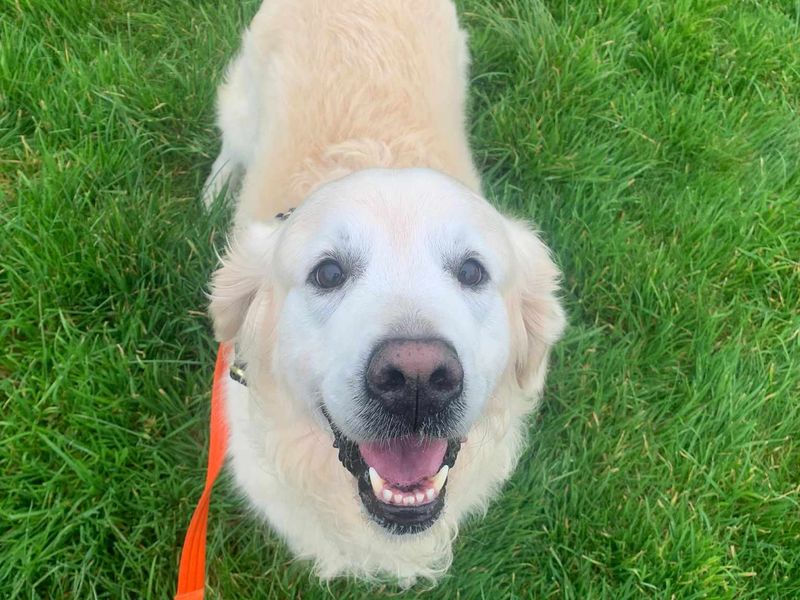 Tommy | Retriever (Golden) | Bridgend (Wales) - 1