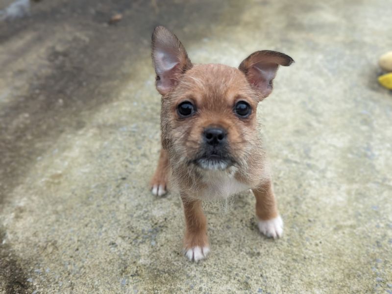 Annabelle for sale in Mid Glamorgan, Wales